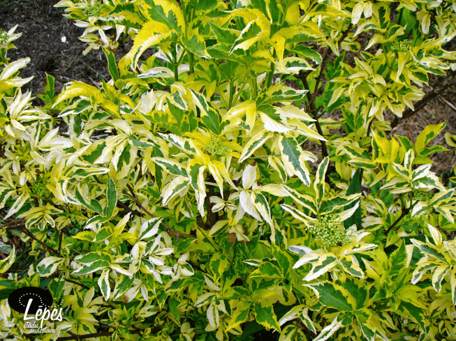 Sambucus nigra   'Madonna'